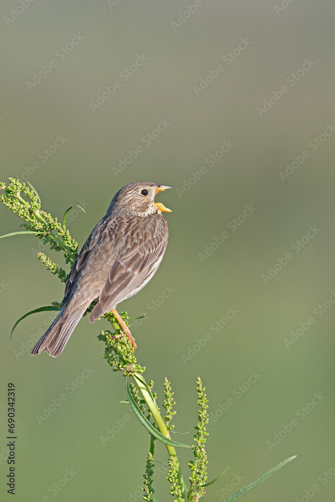 Fototapeta premium Egyptian bunting (Emberiza calandra) singing on green plant. Blurred background.
