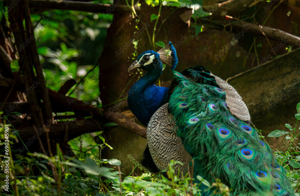 The Indian peafowl (Pavo cristatus), the common peafowl, and blue peafowl The Indian peafowl (Pavo cristatus), the common peafowl, and blue peafowl