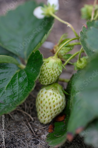 green strawberries on a bush