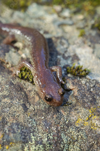 Vertical closeup on an adult female of the very rare Scott barr salamander, Plethodon asupak form North California