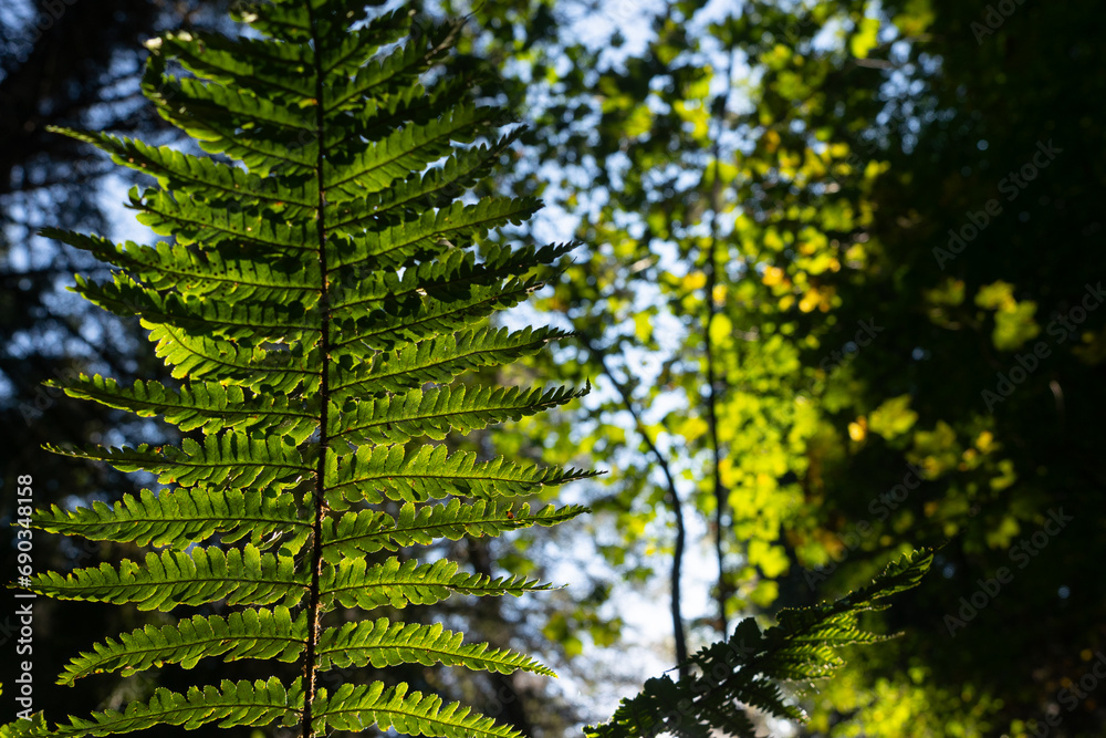 Fototapeta premium Common fern Dryopteris filix-mas in the woods in the sunlight
