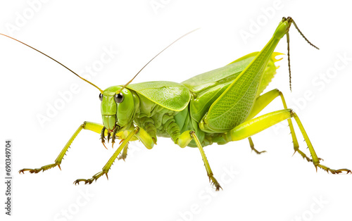 Katydid Insect isolated on a transparent background.