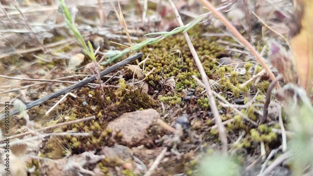 Trail of ants collect fruits for the winter in a video recorded with a bokeh effect. Trail of ants collect fruits for the winter in a video recorded with a bokeh effect.
