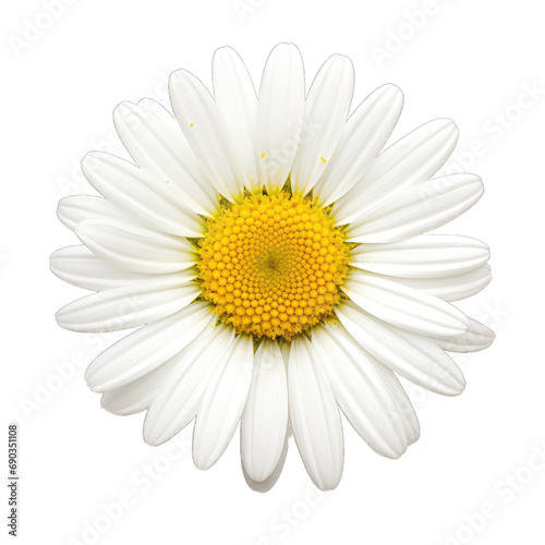 Daisy flower white isolated on transparent or white background, png © Stitch