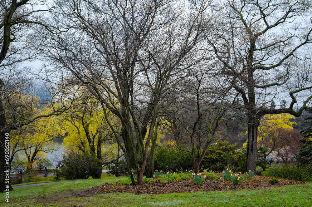 High Park during the Cherry blossom, in a rainy spring day, ON, Toronto High Park during the Cherry blossom, in a rainy spring day, ON, Toronto