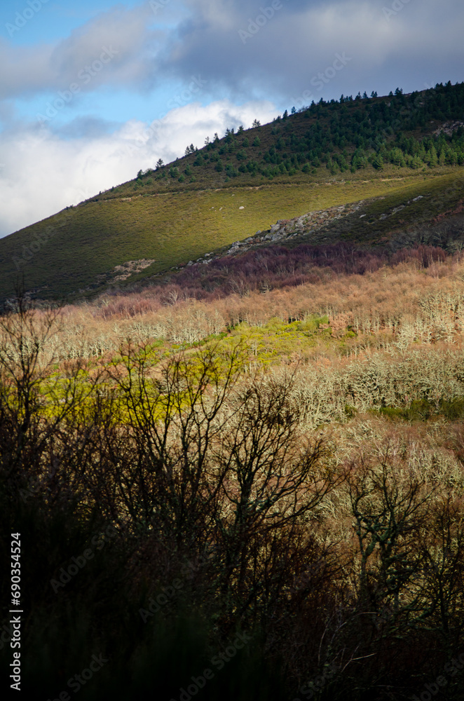 oak forest on a mountainside in winter, Serra do Larouco