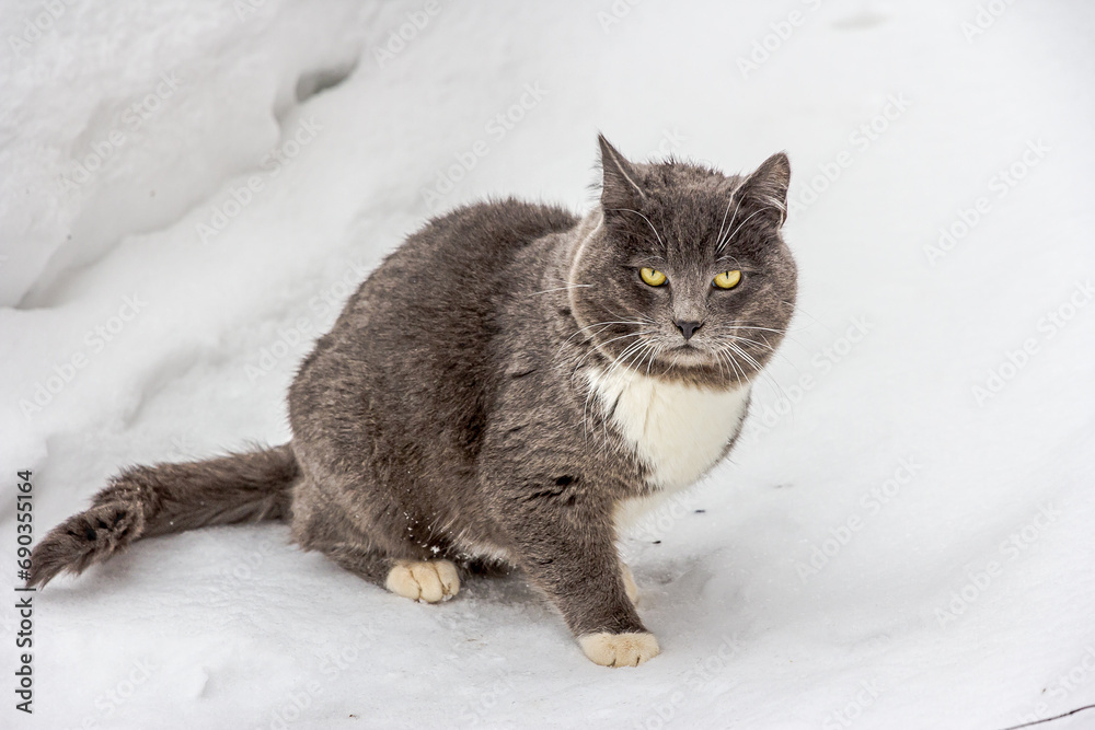 A big young gray cat with yellow eyes and a white chest sits in the snow and wags its tail. The cat is preparing to run away from the man, he is alert.