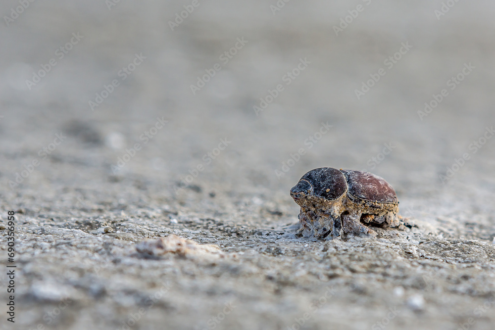 A dead dung beetle lies on the surface of the salt marsh of the saline Bulukhta (Volgograd region, Russia). Salt lake is deadly to insects and other wild animals.
