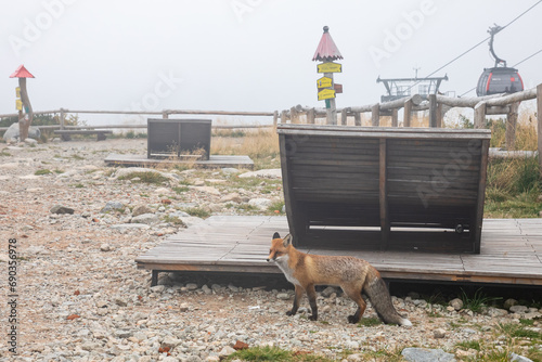 Fox at Skalnete Pleso, High Tatra, Slovakia