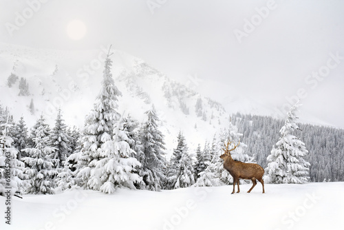 Winter landscape with sika deer   Cervus nippon  spotted deer   walking in the snow in fir forest and glade