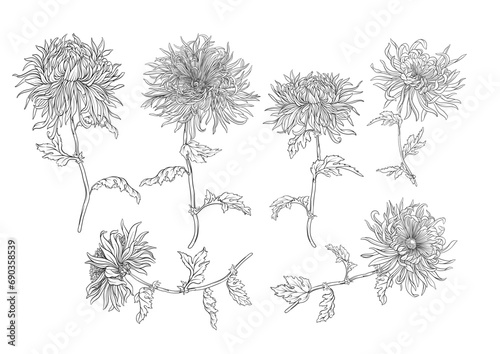 Chrysanthemum decorative flowers and leaves in art nouveau style, vintage, old, retro style. Clip art, set of elements for design. Vector illustration