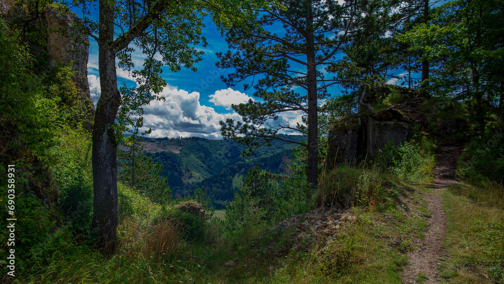 Fototapeta premium slovakia forest in the mountains