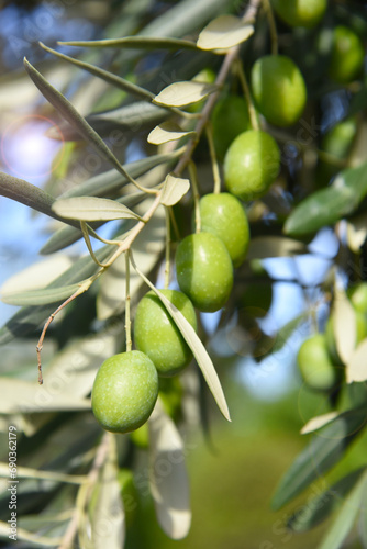 Olive tree branch, young green olives arranged in a row close-up on blurred foliage and blue sky background. Sunlit fruits and green leaves on a branch. Fresh harvest in a Greek garden. Healthy food.