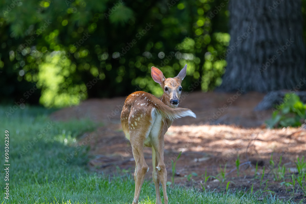 Whitetail Deer Fawn looking over its back at camera Whitetail Deer Fawn looking over its back at camera