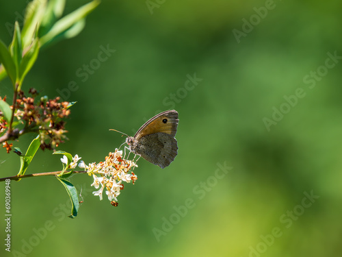 Meadow Brown Butterfly. Wings Closed.