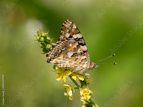 Painted Lady Butterfly. Wings Closed.