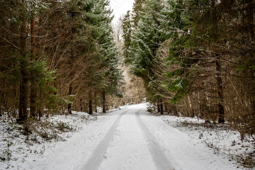 Tracing the Journey: Tire Marks Across Snow-Laden Forest Roads. Pokainu Mezs, Dobele, Latvija photo