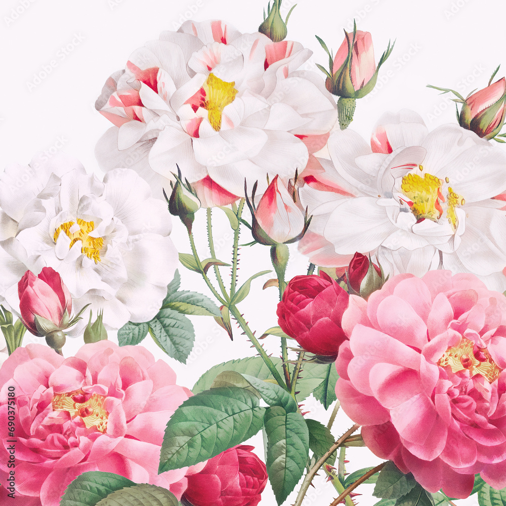 Obraz premium Rose Flowers: Digital floral watercolor on a smooth white background.