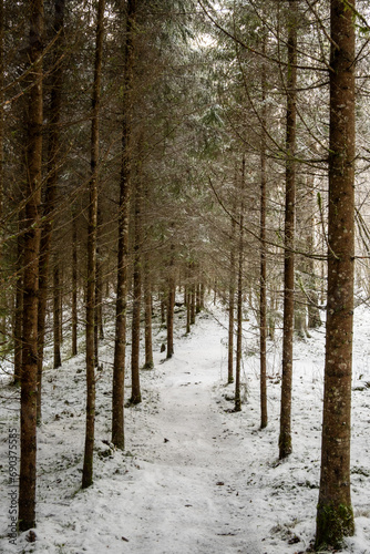 Tranquil Snow-Covered Trails: Exploring Pokainu Mezs' Winter Majesty © Ivo Vilnis