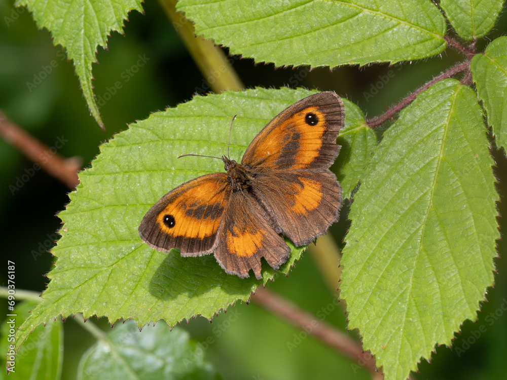 Gatekeeper Butterfly Resting. Wings Open. Gatekeeper Butterfly Resting. Wings Open.