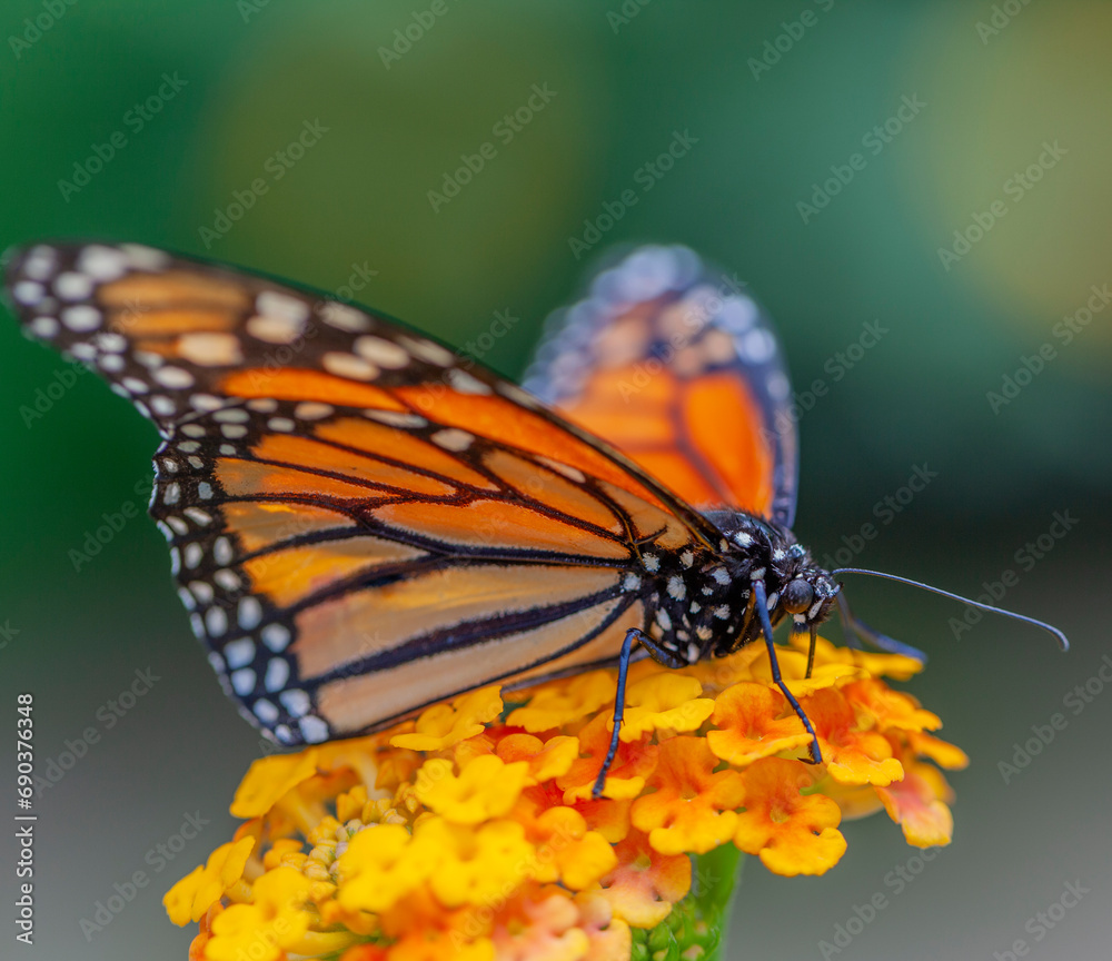 Fototapeta premium monarch butterfly on a flower