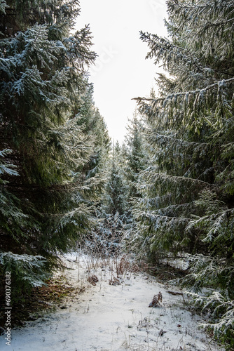 Tranquil Trails: Exploring the Snow-Laden Fir Forest of Pokainu Mezs, Dobele, Latvija photo