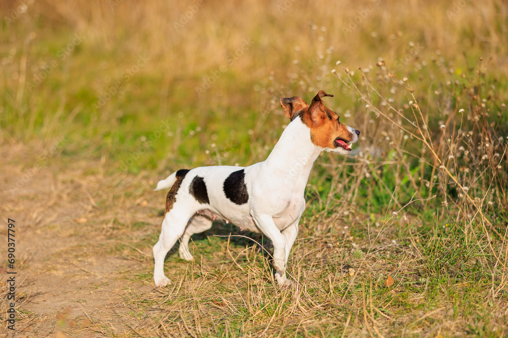 A cute Jack Russell Terrier dog walks in nature. Pet portrait with selective focus and copy space A cute Jack Russell Terrier dog walks in nature. Pet portrait with selective focus and copy space