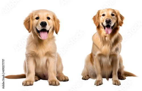 Set of Cute Golden Retriever Dog: Golden Retriever Puppy and its Adult Counterpart Sitting, Isolated on Transparent Background, PNG © Only Best PNG's