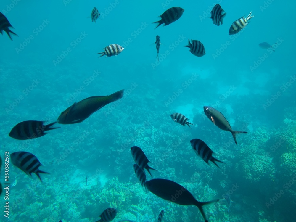 Obraz premium The underwater world of the sea with corals and schools of fish. High quality photo