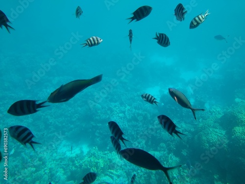 The underwater world of the sea with corals and schools of fish. High quality photo © Varvara