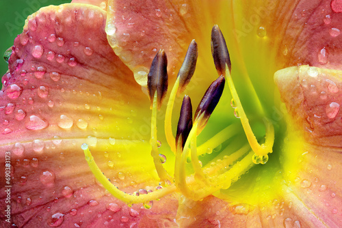Macrophotograph of raindrops on daylily blossom with rose colored petals and yellow-green throat. Note refraction of blossom in tiny droplets clinging to pistil and pollen-bearing stamens. photo
