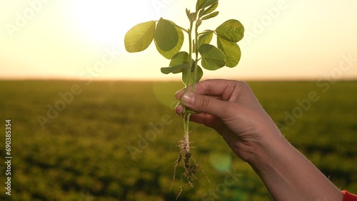 farmer hand, setting sun, plants green soybean seedlings farm. Agriculture farmer grows food needed feed people. farmer using hands plants small green sprout rows green soybeans field. difficult but