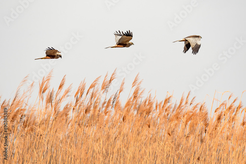 Obraz na płótnie Western marsh harrier (Circus aeruginosus), a large bird of prey flies low over the reeds at the lake shore, flight phases. w salonie