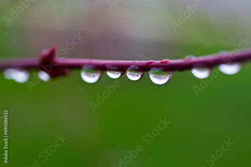 Macro View of Water Droplets on Red Branch in Natural Setting