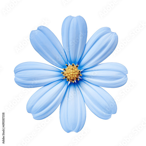 Flower daisy blue flax flora blossom bloom petal nature garden floweret floret blue on white