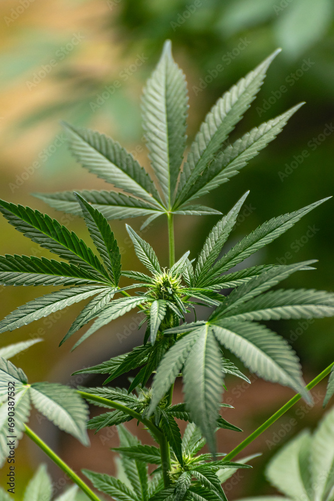 Young buds growing between the leaves of a cannabis plant