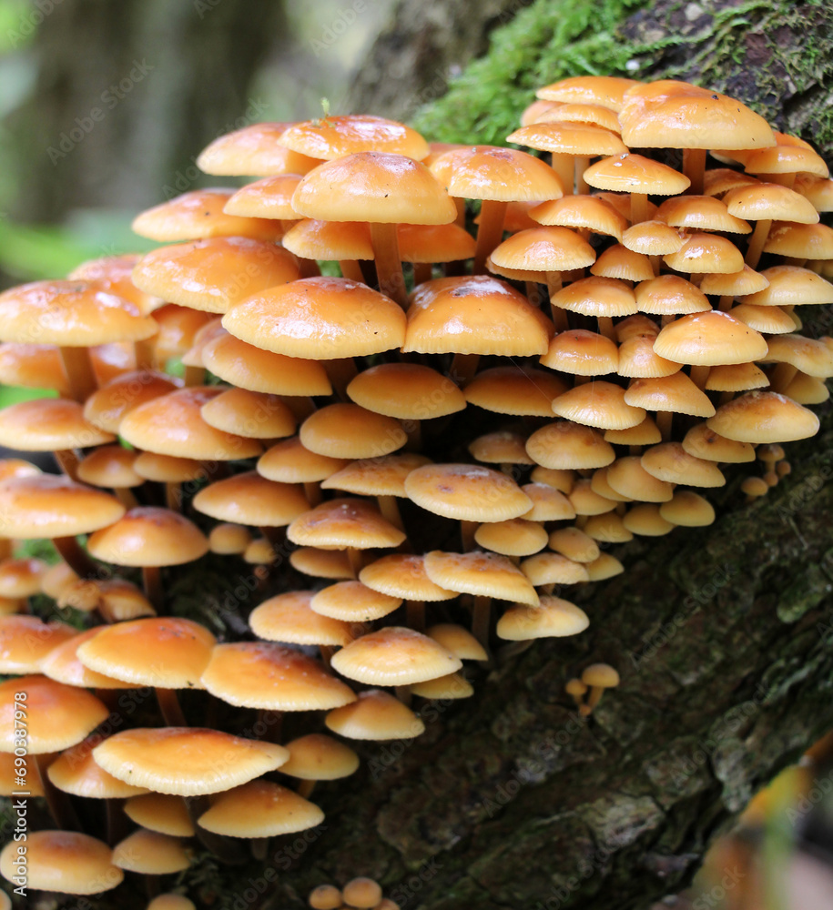 Flammulina velutipes winter mushrooms grow in nature Flammulina velutipes winter mushrooms grow in nature