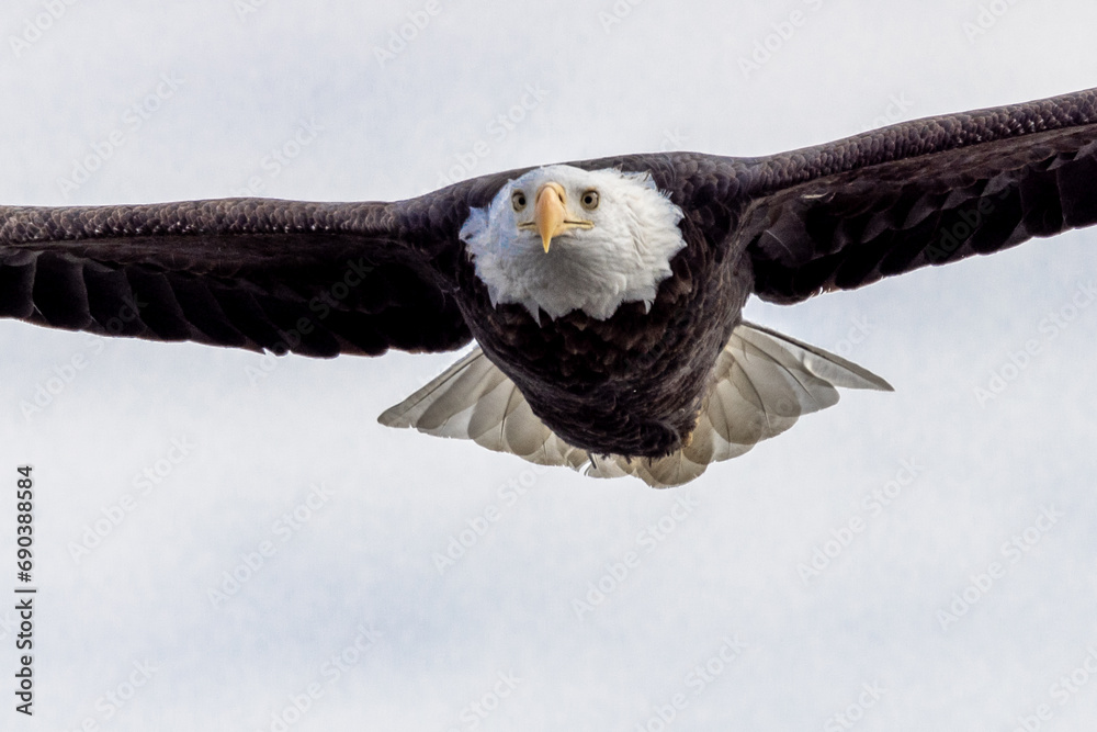Naklejka premium Soaring Bald Eagle Close up
