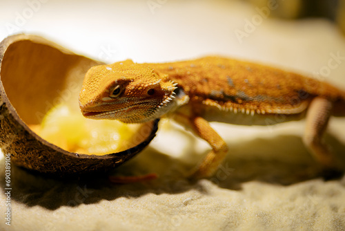 Red bearded Agama iguana eating fresh fruits and carrots in terrarium. Pogona is genus of reptiles. Cute amazing animal from Australia. Content of exotic lizard at home. High quality photo