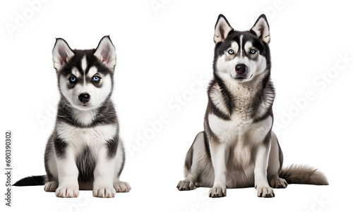 Set of Cute Siberian Husky dogs: Puppy and Adult Siberian Husky dogs sitting, Isolated on Transparent Background, PNG