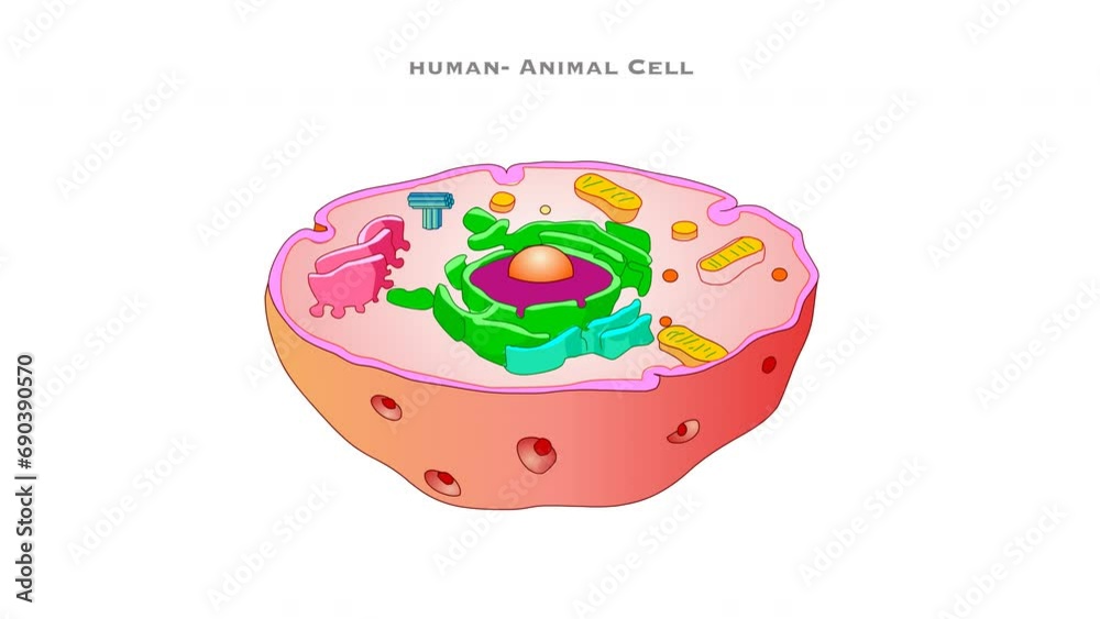 Human animal cell diagram animation. Structure organelles, components. Cytoplasm membrane, lysosomes, cytoskeleton mitochondria, endoplasmic reticulum, nucleolus golgi apparatus. Parts footage. Human animal cell diagram animation. Structure organelles, components. Cytoplasm membrane, lysosomes, cytoskeleton mitochondria, endoplasmic reticulum, nucleolus golgi apparatus. Parts footage.