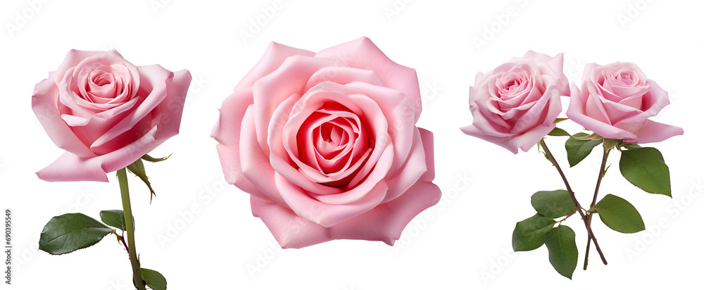 Set of Beautiful Pink Rose Petals: Viewed from Both Side and Top Angles, Isolated on Transparent Background, PNG