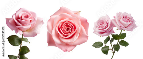 Set of Beautiful Pink Rose Blossoms: Showcasing Side and Top Perspectives, Isolated on Transparent Background, PNG