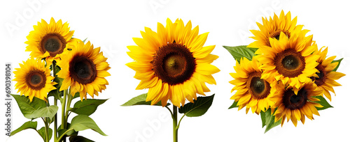 Set of Sunflower Flowers: Captivating Summer Collection of Yellow Blooms, Isolated on Transparent Background, PNG #690398104