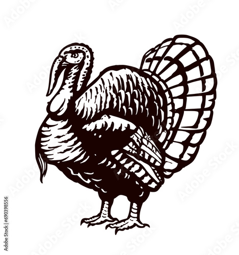 Turkey hand drawn illustration in engraving or woodcut style. Gobbler meat and eggs vintage produce elements. Badges and design elements for the turkeycock manufacturing. Vector illustration.