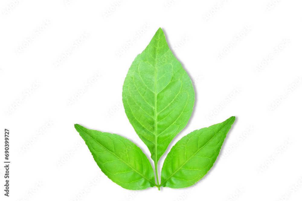  indian holy plant bael leaves commonly known in india as bael patra,bilva patra, bili patra used worship of hindu god shiva and traditional medicinal,cutout transparent background,png format - obrazy, fototapety, plakaty 