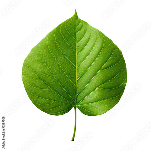 tree leaf isolated  green leaf isolated  leaf white background 