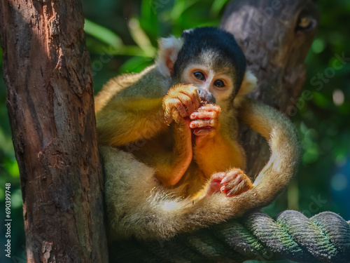 Bolivian Squirrel Monkeys photo