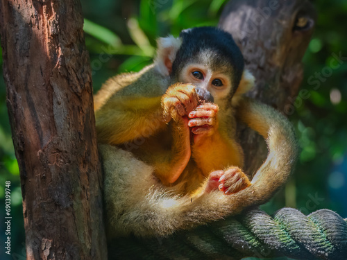 Φωτογραφία Bolivian Squirrel Monkeys