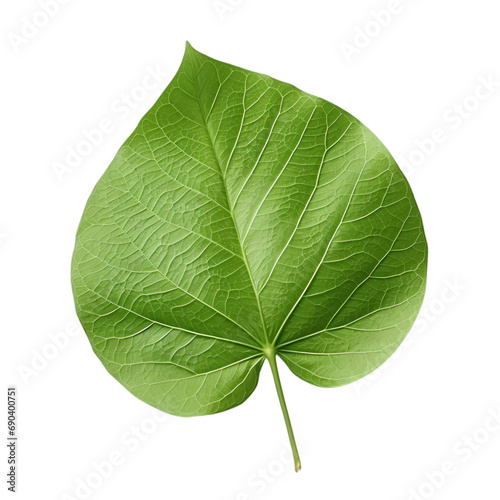 tree leaf isolated  green leaf isolated  leaf white background 